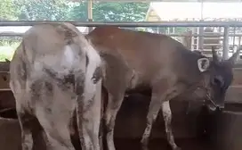 3 ekor sapi bakalan jantan 1,5 tahunan kurleb 200kilo siap digemukin