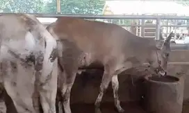 paket 3 ekor bakalan sapi jantan 1,5 tahunan kurleb 200kilo siap piara