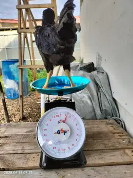 Ayam kampung KUB