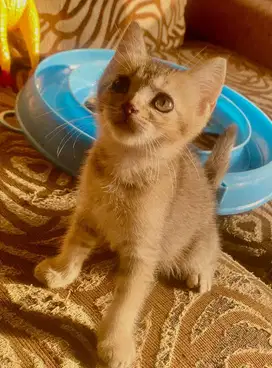 Kitten bsh british short hair