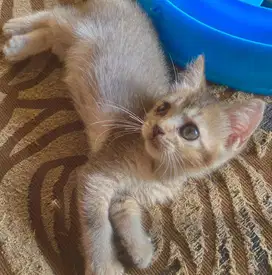 Kitten bsh british short hair