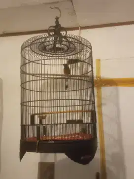Burung Murai Masih Muda