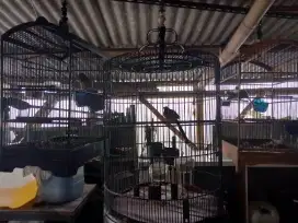 Burung Murai batu Poligami