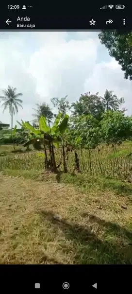 JUAL TANAH DI TANJUNGHARJO NANGGULAN KULONPROGO VIEW SAWAH