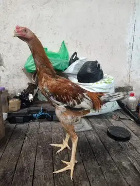 Ayam jantan muda