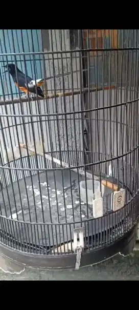 Jual cepat murai batu prestasian
