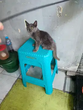 Kucing mix Bsh 3 bulan