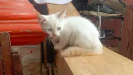 Himalaya redpoint shorthair