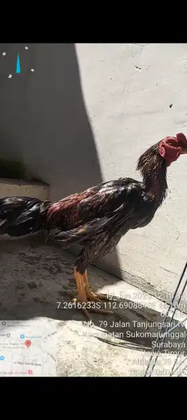 Ayam pachoy brakot