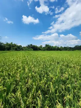 Dijual sawah produktif di tasikmalaya