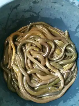 Jual belut hidup dan bisa di bersihkan