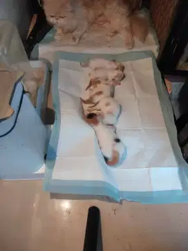 open adopsi peaknose