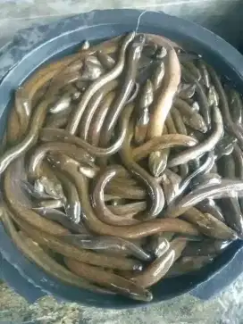 Menjual belut hidup fresh