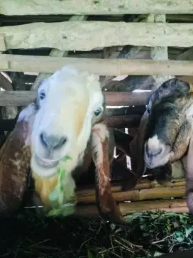 Jual Kambing / embee  umur di atas se tahun semua