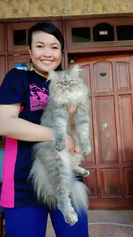 kucing peaknose