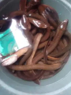 Sedia belut hidup buat kebutuhan acara dan konsumsi