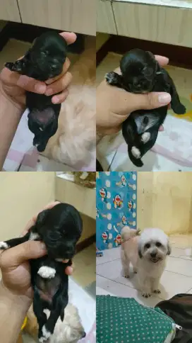 Puppy Maltese x Shihtzu