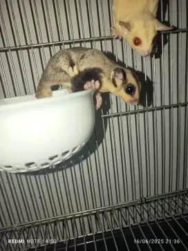 Sugar glider clasik grey Het leu cream betina