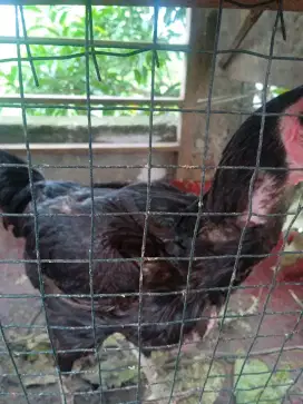 dijual cepat ayam bangkok betina usia 1 stgh tahun