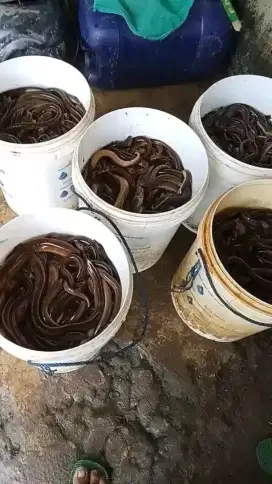 Tersedia lindung hidup buat kebutuhan acara