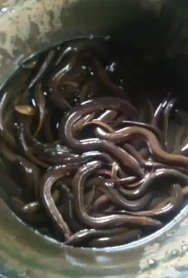 Melayani order belut buat kebutuhan konsumsi