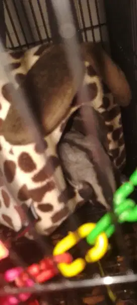SUGAR GLIDER SEPASANG ,JINAK