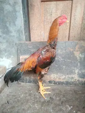 ayam Bangkok x mangon 5 bln
