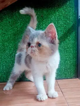 KUCING PERSIA PEAKNOSE KITTEN EXO