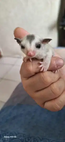 Sugarglider Platinum Jantan 1 bulan