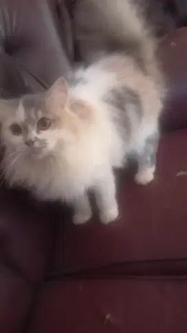 Kucing persia cantik