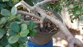 Yang minat tanaman bonsai beringin