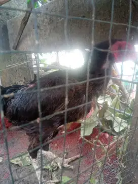 dijual cepat ayam bangkok betina biang bangkok
