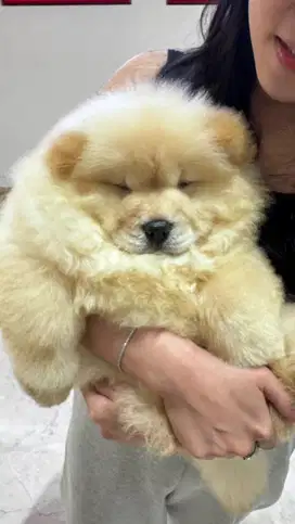 Chow chow betina