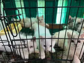 Kucing Mix Persian-Mainecoon