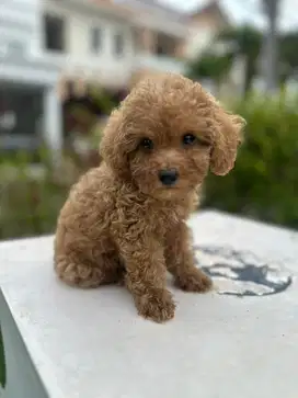 red toy poodles