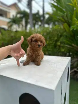 red toy poodles