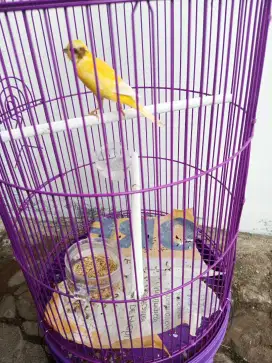 Burung Kenari Panda Kuning F1 Jantan Muda
