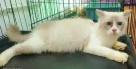 Indukan Ragdoll Beres Pacak sm munchkin BSH