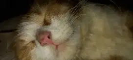 Kucing lucu banget
