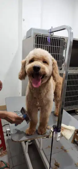 Open Adopt Labradoodle Jantan sudah Vaksin Need Majikan yang Serius