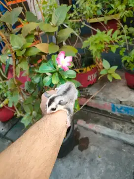 Sugar Glider white face jantan