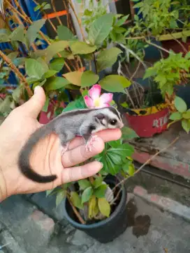 Sugar Glider classic grey jantan