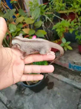 Sugar Glider cramel jantan