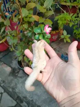 Sugar Glider Creamino Betina