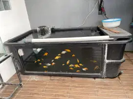 Bak ikan kaca semi aquarium (double) GRATIS ikan emas koki