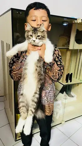 Kitten Kucing persian 4 bulan