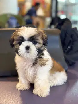 Dijual Anjing Shih Tzu