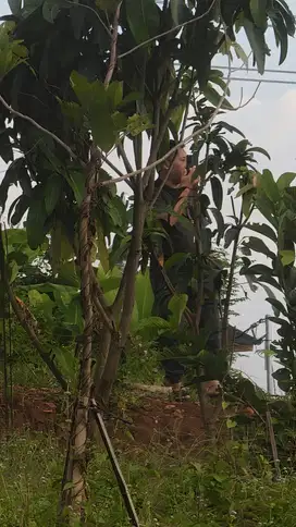 miliki kavling sawah estetik dan produktif di nuansa alam golden view