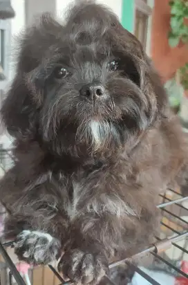 LOKASI BOGOR. Anak anjing Shipoo Shitzu x Poodle 3bulan.
