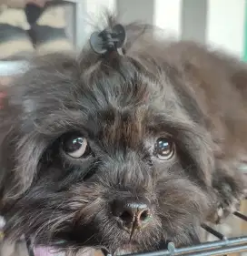 LOKASI BOGOR. Anak anjing Shipoo Shitzu x Poodle 3bulan.